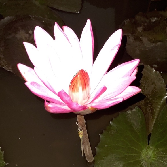 ektaraichutani